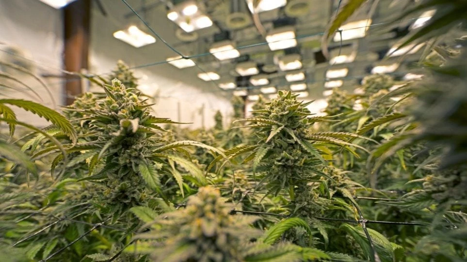 Λουξεμβούργο: Δρομολογείται η νομιμοποίηση της κάνναβης για «ψυχαγωγικούς λόγους»